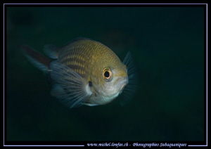 Little damsel fish... :O)... by Michel Lonfat 